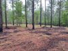 0 Roopville Veal Road Tract 3 (4.0 acres) SW photo